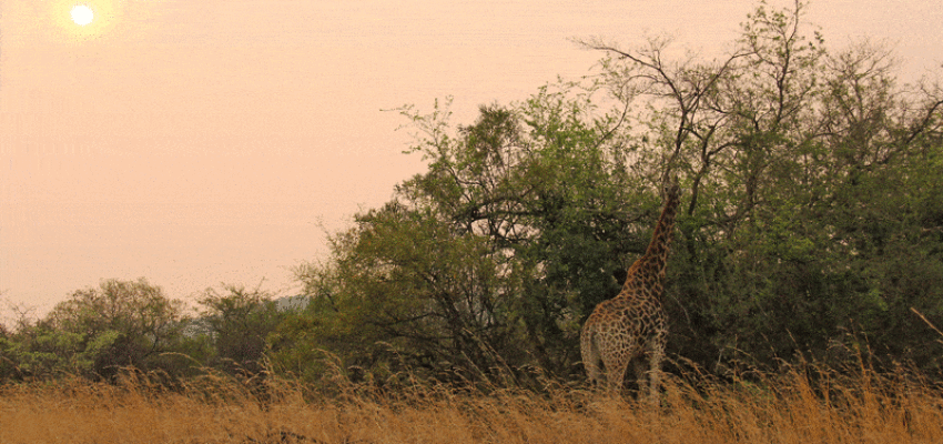 Johannesburg : magánrepülőgép bérlés 