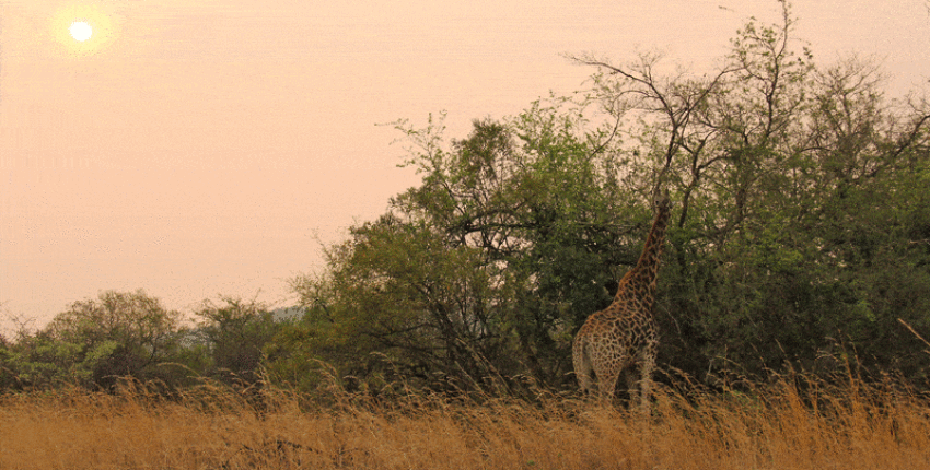 Johannesburg : magánrepülőgép bérlés 