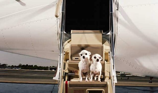 chien sur les marches d'un jet privé