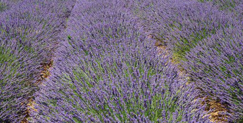 Aix en Provence Aix les Mille: magánrepülőgép bérlés