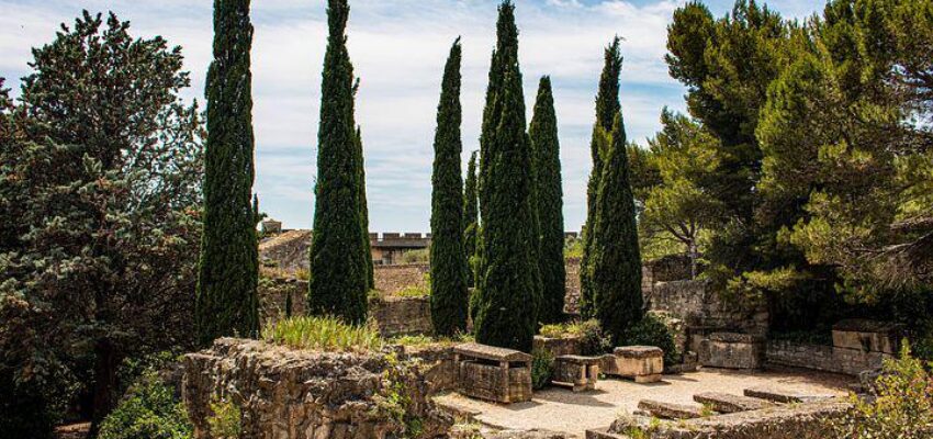 arbres provençaux au milieu de roches à Avignon