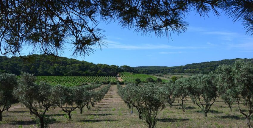 Porquerolles: magánrepülőgép bérlés 