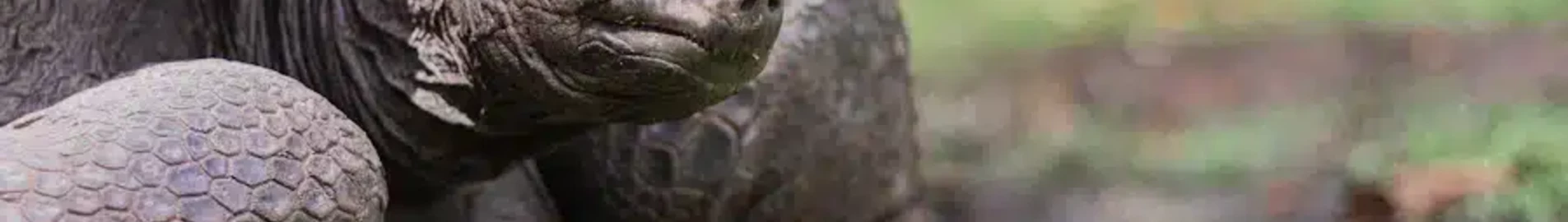 Alphonse : Magánrepülőgép bérlés