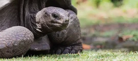 Coetivy : magánrepülőgép bérlés