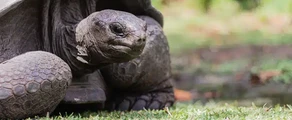 Alphonse : Magánrepülőgép bérlés