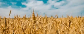 Csernobajevka : magánrepülőgép kölcsönzés