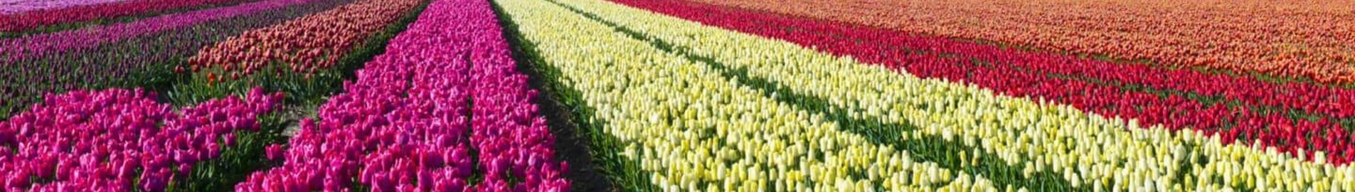 Hoogeveen : magánrepülőgép-helyszín