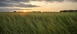 Magadan Sokol : magánrepülőgép bérlés