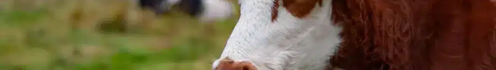 Ljungbyhed : magánrepülőgép bérlés
