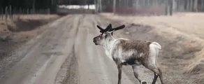 Lycksele: magánrepülőgép bérlés