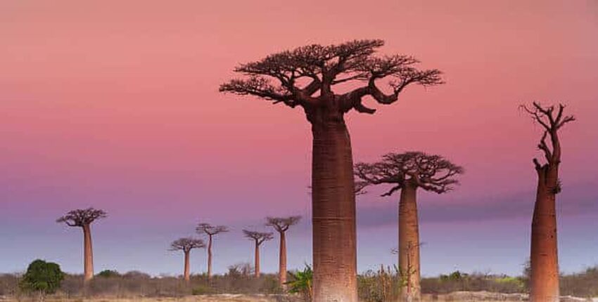 Madagaszkár : Magánrepülőgép bérlés