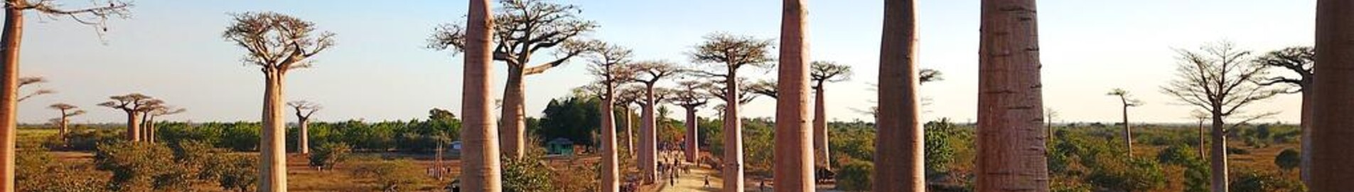 Morondava : magánrepülőgép bérlés