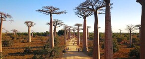 Morondava : magánrepülőgép bérlés
