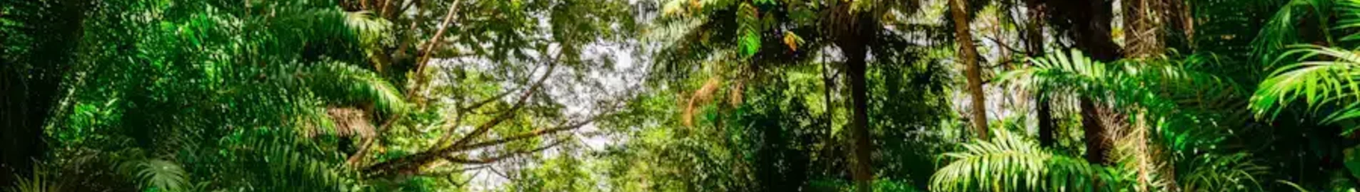 Trinidad & Tobago : Magánrepülőgép bérlés