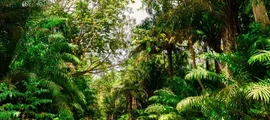 Trinidad Piarco : magánrepülőgép bérlés
