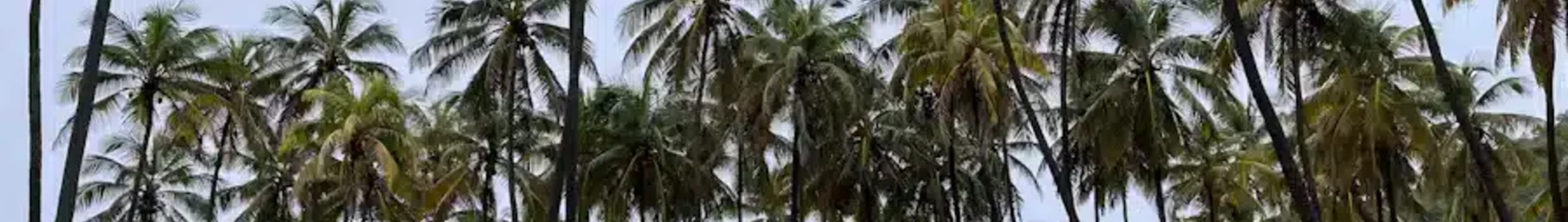 Union Island : magánrepülőgép bérlés