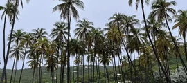 Mustique : magánrepülőgép bérlés