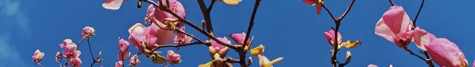 Uzgorod : magánrepülőgép bérlés