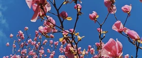 Uzgorod : magánrepülőgép bérlés
