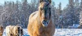 Stary Oskol: magánrepülőgép bérlés