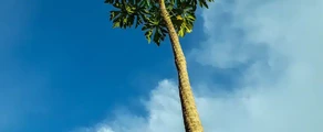 Kinshasa Ndjili Intl : magánrepülőgép-kölcsönzés