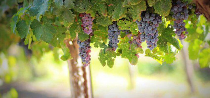 vignes avec grappes de raisins
