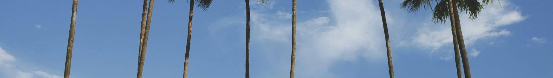 New York - Tampa : magánrepülőgép bérlés