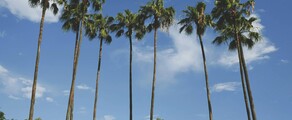New York - Tampa : magánrepülőgép bérlés