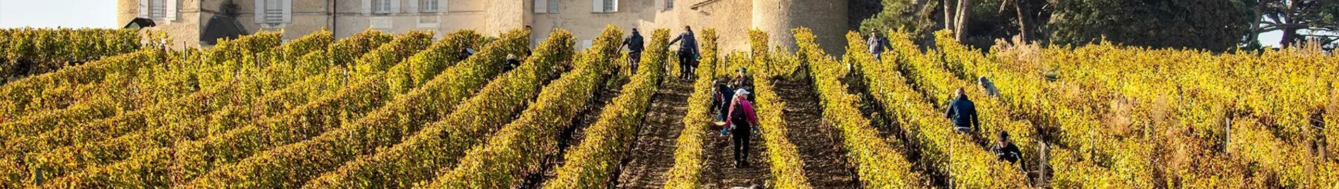 Bordeaux-i szőlőültetvények: helikopteres élmény